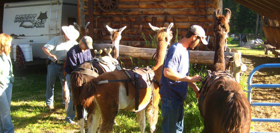 Llama Packing and Trekking Clinics
