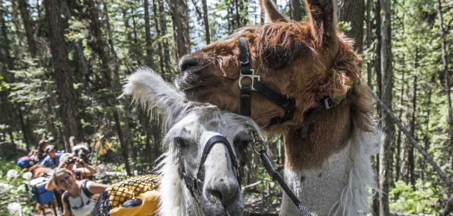 Custom Montana Pack Trips