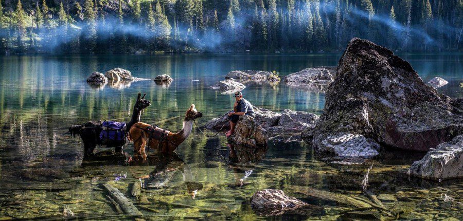 Llamas for Hunting in Montana